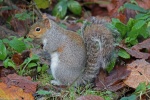 Grey squirrel