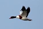 Shelduck