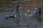 Moorhen