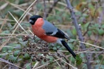 Bullfinch