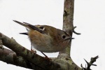 Goldcrest