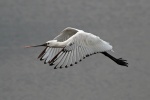 Spoonbill