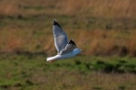 Yellow legged gull