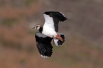 Lapwing