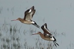 Black tailed godwit