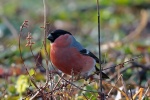 Bullfinch