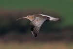 Curlew