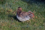 Snipe