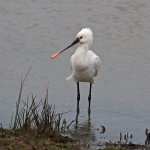 Spoonbill
