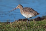 Black tailed godwit