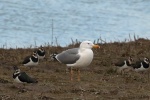 Yellow legged gull