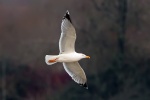 Yellow legged gull