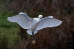Little egret