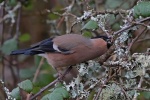 Bullfinch