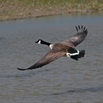 Canada goose