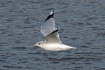 Common gull