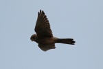 Kestrel