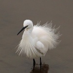 Little egret