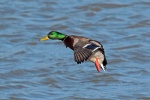 Mallard duck