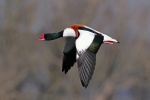 Shelduck