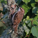 Tree creeper