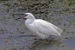 Little egret