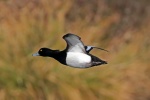 Tufted duck
