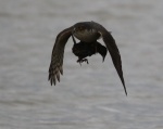 Sparrowhawk with Starling