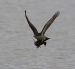 Sparrowhawk with Starling