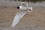 Mediterranean gull