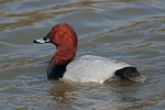 Pochard