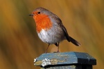Robin