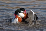 Shelduck