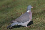 Wood pigeon
