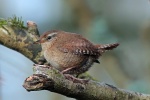 Wren