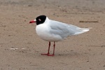 Mediterranean gull