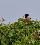 Rosy Starling
