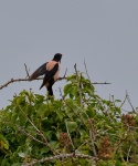 Rosy Starling