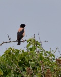 Rosy Starling