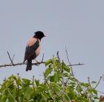 Rosy Starling
