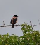 Rosy Starling