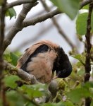Rosy Starling