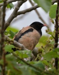 Rosy Starling