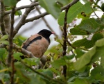 Rosy Starling