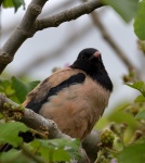 Rosy Starling
