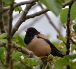 Rosy Starling