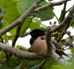 Rosy Starling