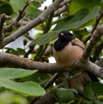 Rosy Starling