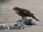 Sparrowhawk with Collared Dove