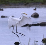 Great White Egret